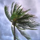 A palm tree bending in a storm